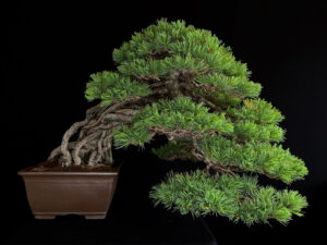 PINUS PENTAPHYLLA NASU