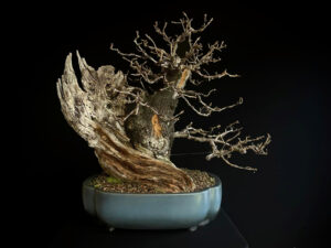 20N-7335 Prunus Mahaleb