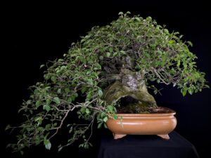 PRUNUS MAHALEB