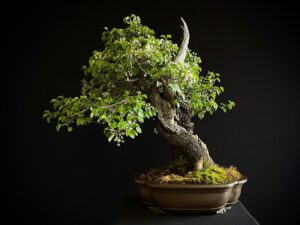 PRUNUS MAHALEB