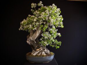 PRUNUS MAHALEB