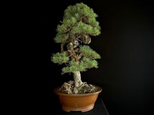 PINUS SYLVESTRIS
