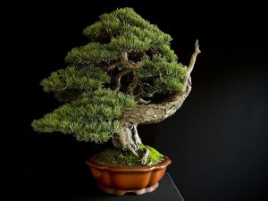 50174 Pinus sylvestris