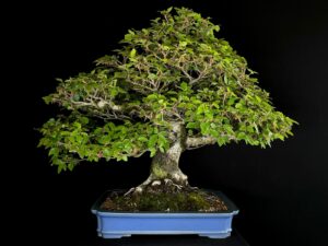 FAGUS SYLVATICA
