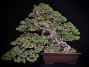 Pinus sylvestris