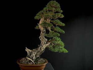 50121 PINUS SYLVESTRIS