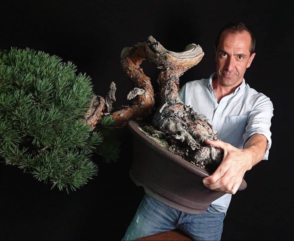 David benavente el artista de bonsai español mas internacional