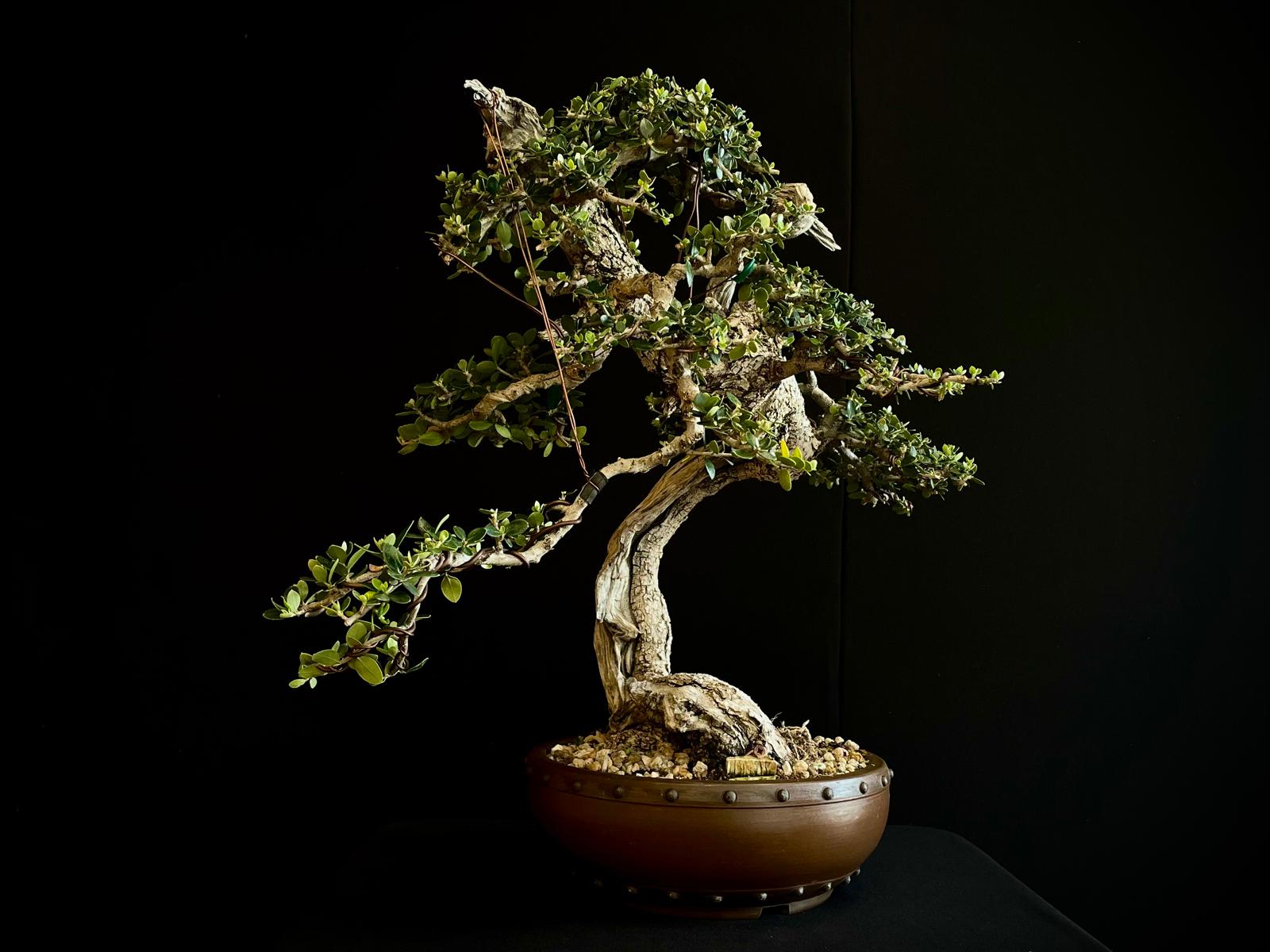 Olea europea sylvestris 4 21n-8507 olea euripea sylvestris