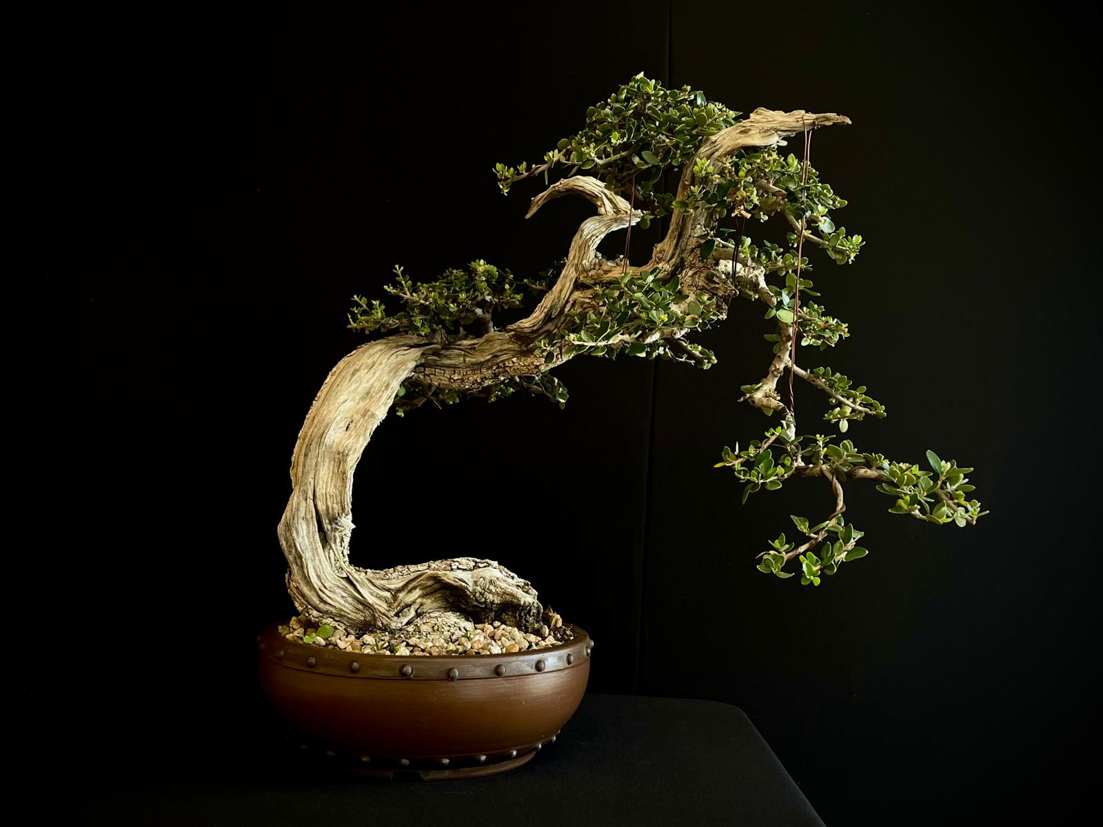 Olea europea sylvestris 1 21n-8507 olea euripea sylvestris
