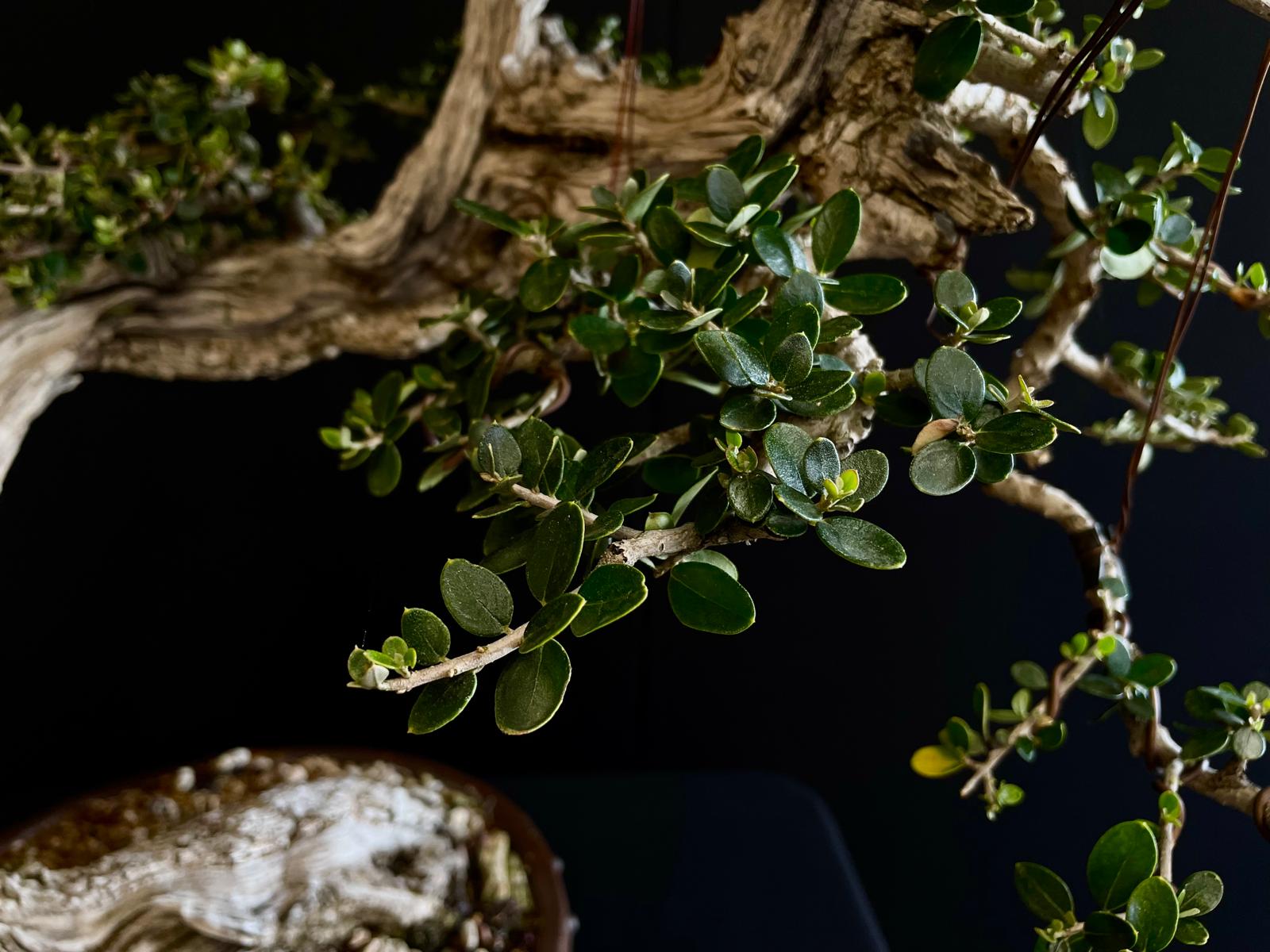 Olea europea sylvestris 9 21n-8507 olea euripea sylvestris