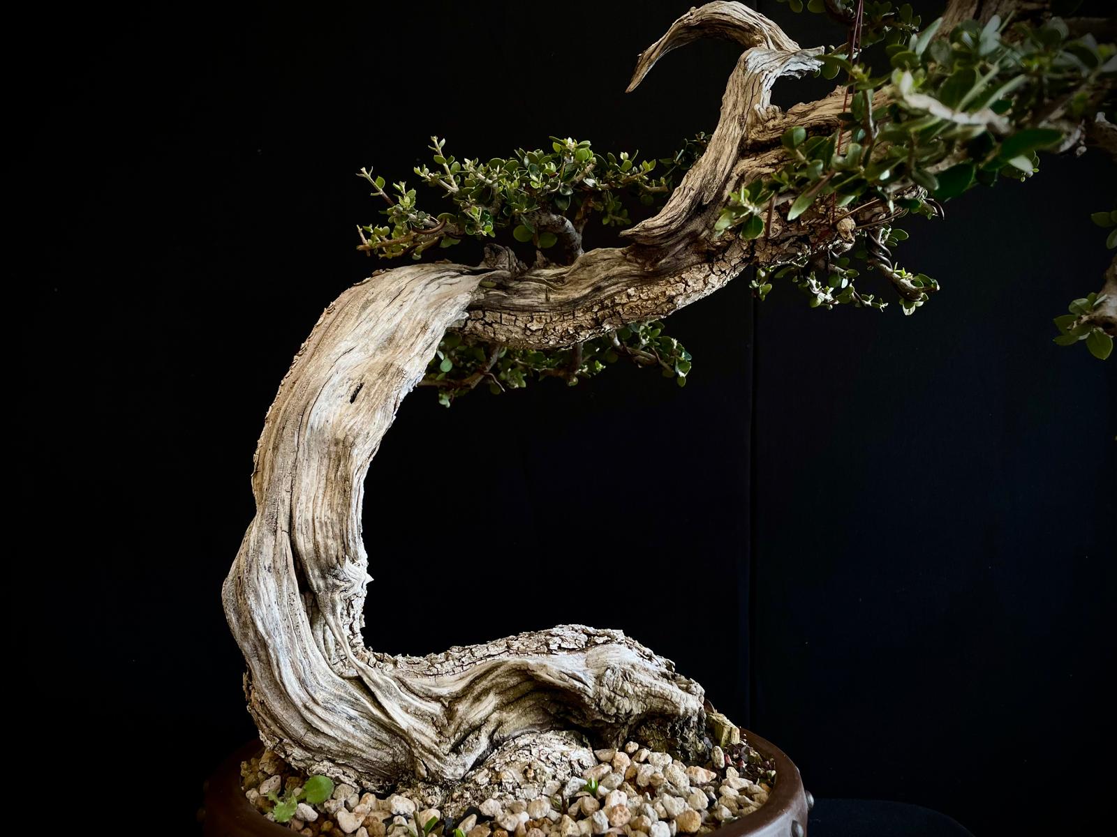 Olea europea sylvestris 6 21n-8507 olea euripea sylvestris