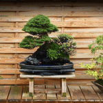 Bonsai design my bonsai garden. Bonsai techniques. Video tutorials in english