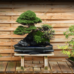Bonsai design my bonsai garden. Bonsai techniques. Video tutorials in english