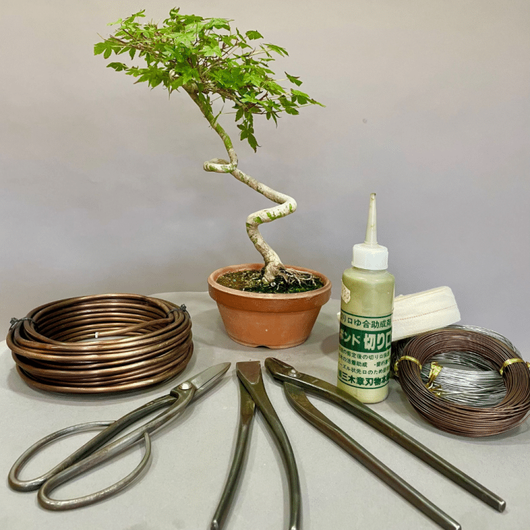 Escuela bonsai medio german colmenares bonsai - school medium level