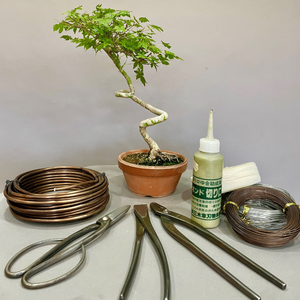 Escuela bonsai medio german colmenares bonsai - school medium level