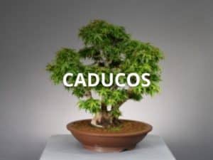 Caducos
