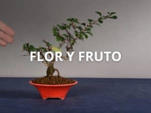 Bonsáis Shohin, Kifu y Chuhin de Flor y Fruto