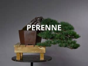 Bonsáis Shohin, Kifu y Chuhin Perennes