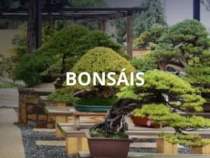 Bonsáis