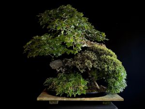 50109 ACER MONSPESSULANUM