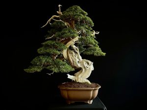 60032 Juniperus chinensis itoigawa