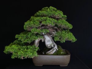 JUNIPERUS CHINENSIS ITOIWAGA