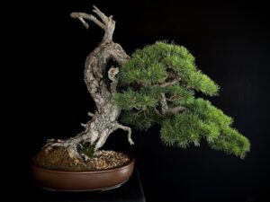 Pinus sylvestris