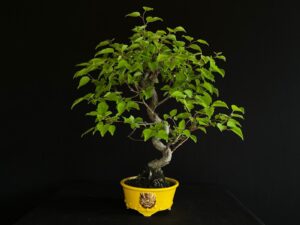 PRUNUS ARMENIACA