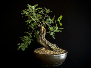 Quercus faginea