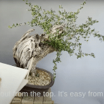 Acebuche bonsai 'tsunami': wild olive tree design