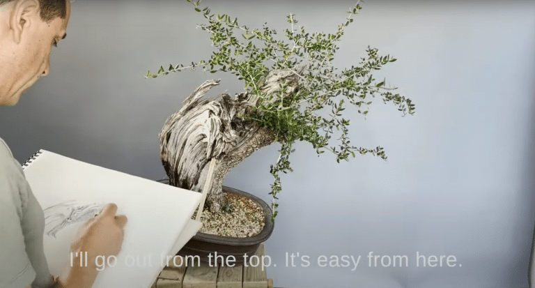Acebuche bonsai 'tsunami': wild olive tree design