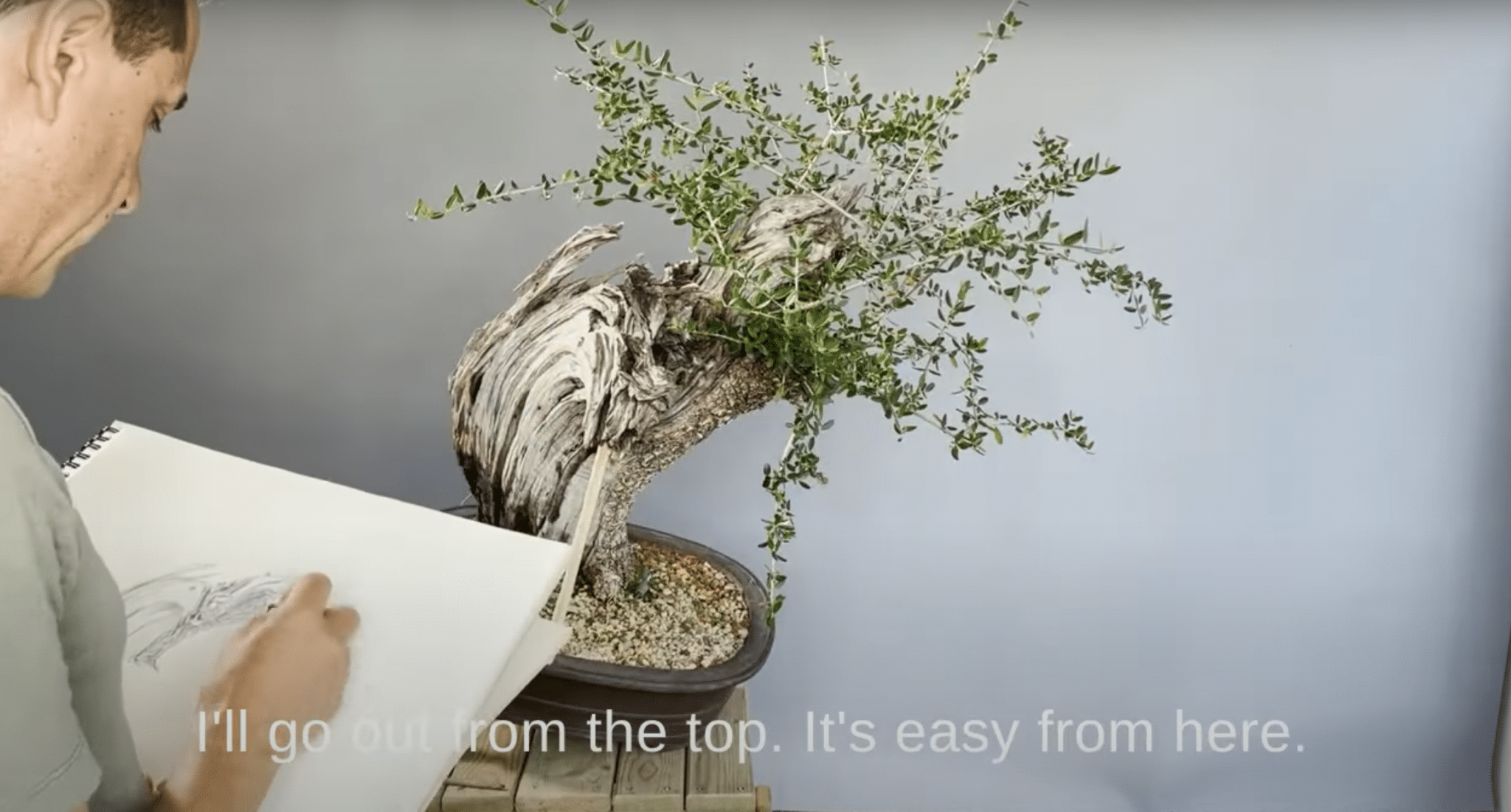 Acebuche bonsai 'tsunami': wild olive tree design