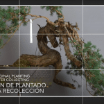 Transformación de un bonsái pinus sylvestris