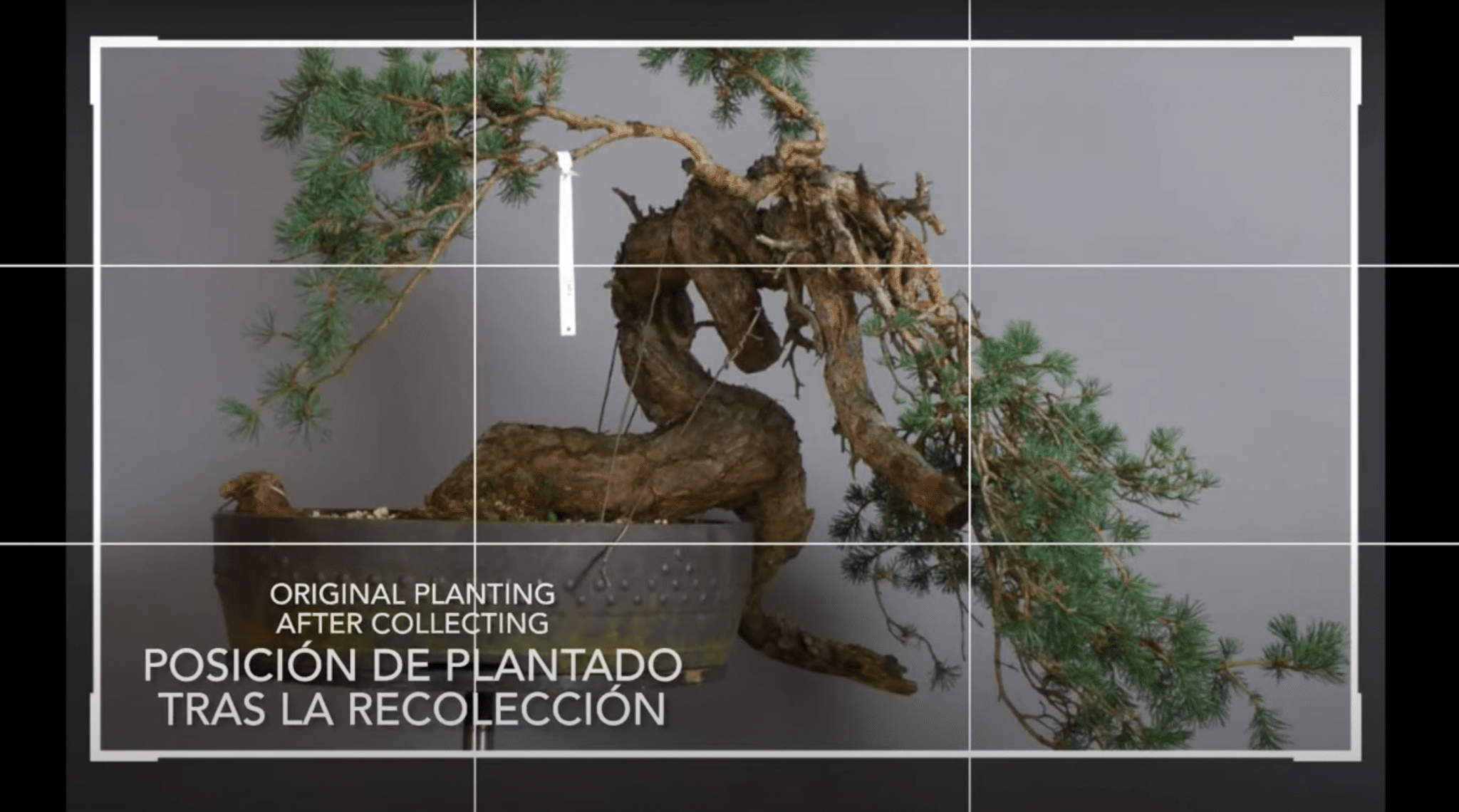 Transformación de un bonsái pinus sylvestris