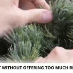 Pinus pentaphylla bonsai: needle cleaning techniques como limpiar la aguja en los pinus pentaphylla