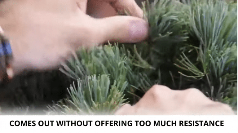 Pinus pentaphylla bonsai: needle cleaning techniques como limpiar la aguja en los pinus pentaphylla