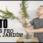 Cómo transformé el ito más feo del jardín en un bonsái espectacular