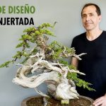 Escuela de diseño: sabina injertada juniper bonsai design with itoigawa graft