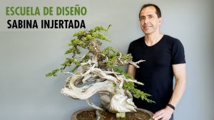 Escuela de diseño: sabina injertada juniper bonsai design with itoigawa graft