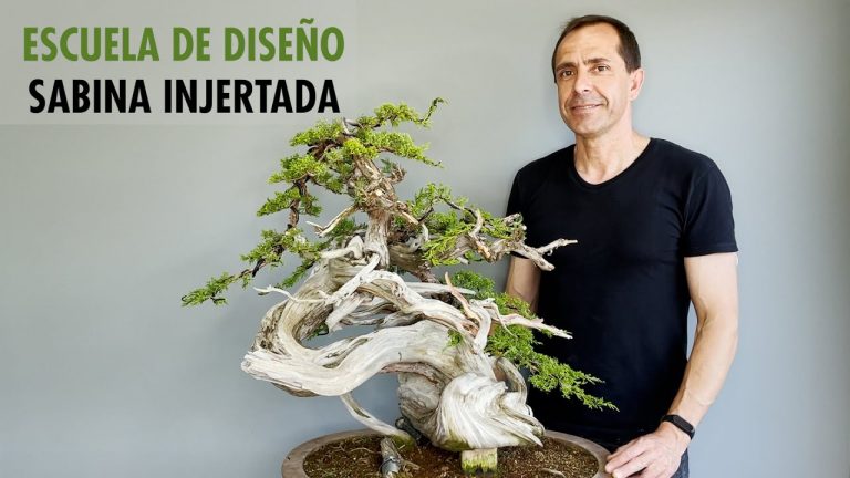 Escuela de diseño: sabina injertada juniper bonsai design with itoigawa graft