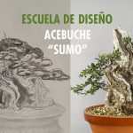 Acebuche kifu sumo