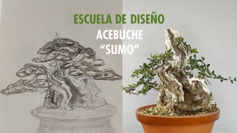 Acebuche kifu sumo