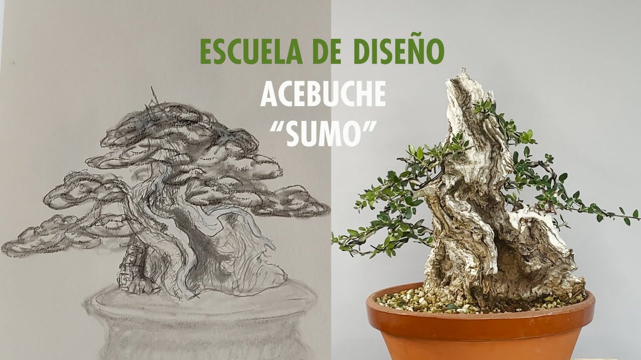 Acebuche kifu sumo 1 Acebuche kifu sumo