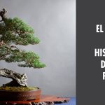 El arpa. Historia de un pino