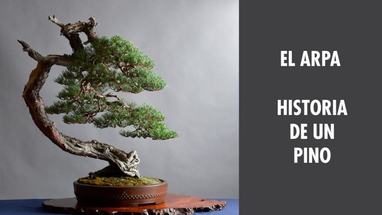 El arpa. Historia de un pino
