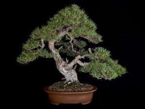 Pinus sylvestris