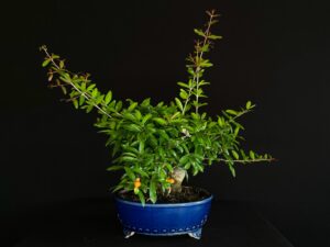 PÚNICA GRANATUM NEJIKAN