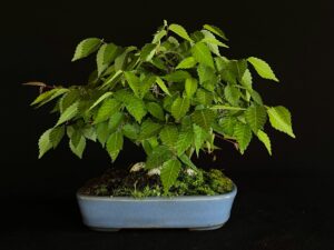 ZELKOVA SERRATA