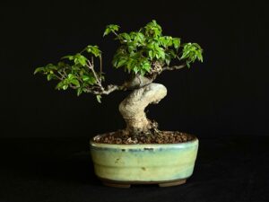 Acer buergerianum
