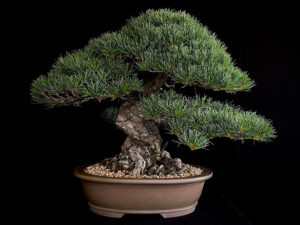 PINUS PENTAPHYLLA